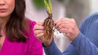 Phillip Watson Designs 6pc Reblooming Colorful Daylily Plant on QVC [upl. by Letsirhc269]