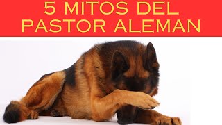 5 mitos del pastor aleman [upl. by Eidda525]