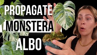 The EASY Way to Propagate Variegated Monstera Albo from Start to Finish [upl. by Gentilis94]