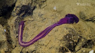 Meet the unsung climate heroes in the deep sea Acorn worms [upl. by Woermer]