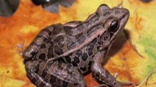 Pickerel Frog [upl. by Eeclehc]