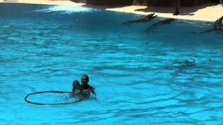 TENERIFE DOLPHIN SHOW  LORO PARQUE august 2011 part2 [upl. by Ettenuahs]