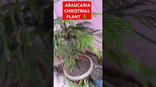 How to care ARAUCARIA Christmas tree plant please like and subscribe my channel pleaseplantsshorts [upl. by Anette]