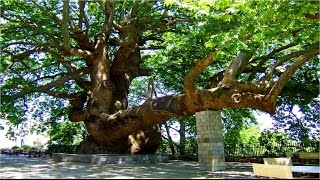 Ο Πλάτανος της Τσαγκαράδας  Plane tree of Tsagarada [upl. by Purvis852]