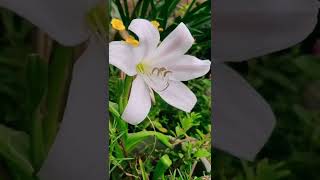 Crinum Lily🌼 [upl. by Skiba]