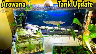 Arowana Fish Tank Update❤️🔥 Silver Arowana Growing super fast  Monster Fish Tank  Guppy Breeding [upl. by Monahan781]