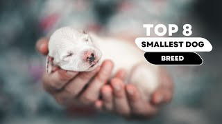 Breed Of Smallest Dog  Smallest Dog  Smallest Poodle  Miniature Dog Breeds that Stay Small [upl. by Aicekal]