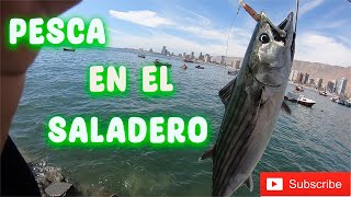 Saladero Siempre Da Pesca en Iquique [upl. by Koball231]