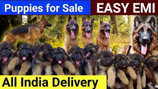 German Shepherd puppies  german shepherd dogs  puppies for sale near me  price list  Namma MKG [upl. by Nywra]