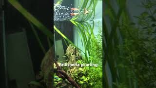 Vallisneria pearling  Planted Aquarium  Plants giving out oxygen  Aarav’s Aquatics aquascape [upl. by Sandeep]