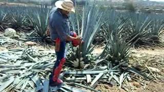 agave plant harvesting video [upl. by Kingston377]