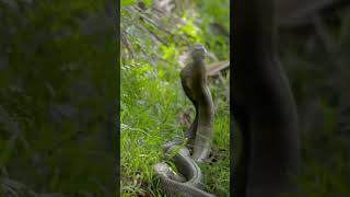 Two King Cobras Fight for a Nearby Queen  Cobra Mating  Two Cobras are fighting to the death [upl. by Esiuole]