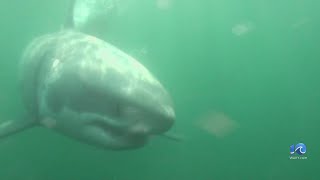 Great white sharks spotted off VB NC coasts [upl. by Yonatan]