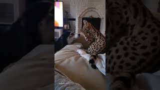 Serval cat vs dog  Savannahcatscom [upl. by Gnilrits]