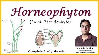 Horneophyton  A fossil Pteridophyte  BSc Botany  MSc Botany [upl. by Haidadej251]