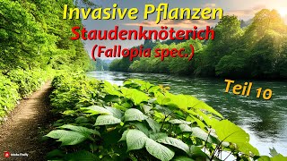 Invasive Pflanzen  Teil 10  Staudenknöterich [upl. by Kaczer]