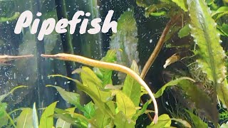 Freshwater Pipefish [upl. by Adrienne]