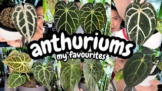 💚 My Top 15 Anthuriums 🤩 my fav anthuriums  year of the anthurium 🤣 [upl. by Odell]