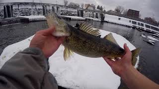 Steelhead Brown and Walleye Fly fishing oswego river [upl. by Lanna643]