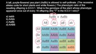 Dihybrid cross problem and solution [upl. by Summons222]