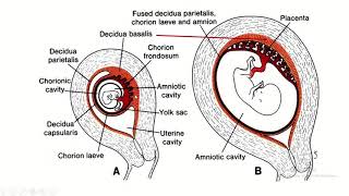 Decidua Differentiation A Comprehensive Guide to Basalis Capsularis and Parietalis [upl. by Alano509]