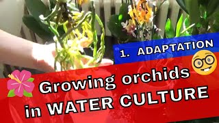 How To Grow Orchids In Water Culture  First step  The Adaptation [upl. by Aiekram]