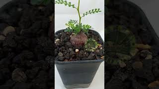 Pachypus operculycarya plants garden nature houseplant pachypus shorts [upl. by Mallin]