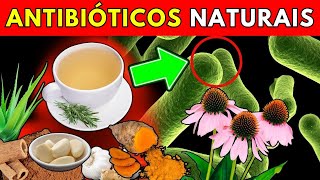 12 Plantas Medicinais com Efeitos Antibióticos Naturais [upl. by Lamok260]