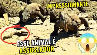 DRAGAO DE KOMODO  É IMPRESSIONANTE O TAMANHO E A FORÇA DESSE ANIMAL [upl. by Ahseikan]