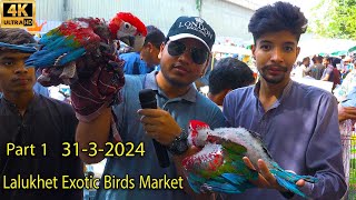 Lalukhet Exotic Hen and Rooster Birds Market 31324 Karachi Part 1  سوق الببغاوات الدجاجة والديك [upl. by Oicnerual319]