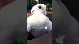 skyking কবুতর ad explore [upl. by Ulick]