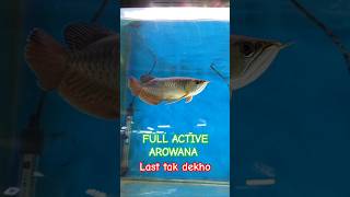 Arowana fish deyaquariumzone youtubeshorts arowana viralvideo [upl. by Ianaj153]