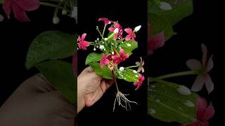 How to Grow combretum indicum madhumalti flower tree from cutting flower bud in a aloe vera [upl. by Chemash]