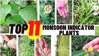 Top 11 Monsoon Indicator Plants  Miracle Herbal Diversity [upl. by Sayette]