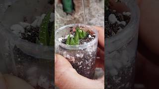 Haworthia propagation update haworthia reuseplastic [upl. by Haissem]