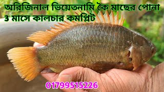 ভিয়েতনামি কৈমাছের পোনা বিক্রয় করা হচ্ছে 01799515226 [upl. by Haden]