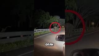 Se encontraron con un elefante muy agresivo 😳 [upl. by Lleuqram]