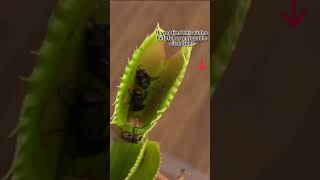 Feeding A Venus Fly Trap  Beginner Venus Flytrap Care Tips  Venus Flytraps Eating [upl. by Tami]