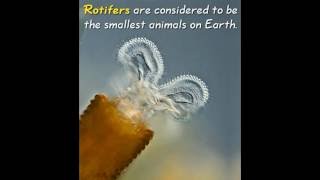 Classification and Characteristics of Rotifers [upl. by Uot69]