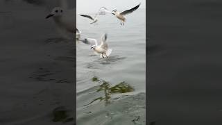 Migratory siberian birds in VARANASI winter season [upl. by Lauritz]