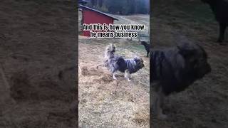 Don’t Mess With Kronk sarplaninac livestockguardiandog workingdog homestead farmanimals [upl. by Assenna]