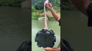 This Amazing Fishing Trap Went Viral on the Internet shorts trending viralvideo [upl. by Sirrot]