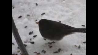 Junco ardoisé Darkeyed Gray headed Octobre 2009 il aime fouiller dans la neige avec ses pattes [upl. by Ketchan]