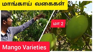 மாங்காய் வகைகள் Mango Varieties [upl. by Revlys]