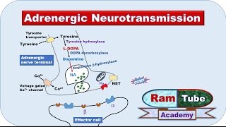 Adrenergic NA or NE Neurotransmission explained with animation [upl. by Ahsitel]