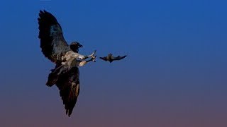 Hunting Bats with a Red Tailed Hawk  BBC Earth [upl. by Trudnak]