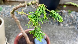 Rescue My First Bonsai A Twisted Hinoki Cypress 4K  August 9 2024 [upl. by Repsag]