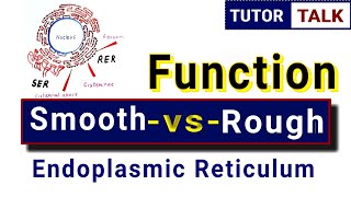 Class 9  Function of Endoplasmic Reticulum  rough  smooth  RER and SER [upl. by Merci132]