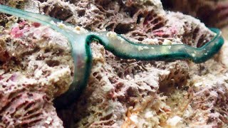 Bonellia viridis green spoonworm ボネリムシ [upl. by Beaumont]