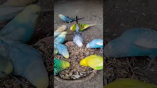 Australian breeder parrot birdshortsvideoviral [upl. by Calderon980]